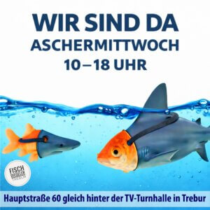 Hai Goldfisch Aschermittwoch